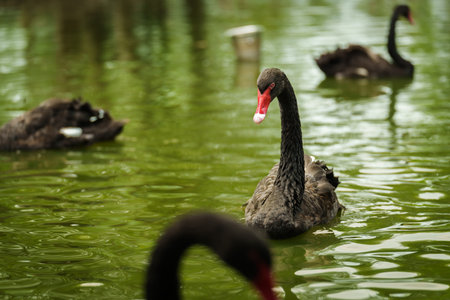 black swan swimming in a pondの写真素材