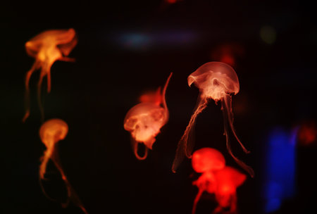 colorful Jellyfish moving underwater. light reflection in water.の写真素材