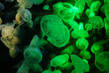 colorful Moon Jellyfish moving underwater. light reflection in waterの写真素材