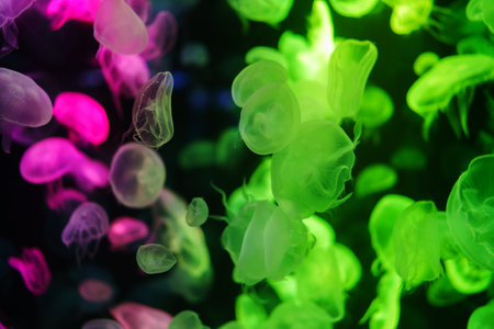 colorful Moon Jellyfish moving underwater. light reflection in waterの写真素材