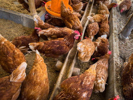 chicken eat feed and grain at rural farmの写真素材