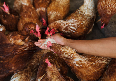 hand feeding brown chicken or hen lay eggs with rice grain in the rural farmの写真素材