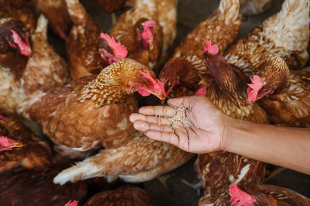 hand feeding brown chicken or hen lay eggs with rice grain in the rural farmの写真素材