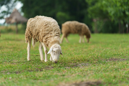 sheep on the meadow eating grassの写真素材