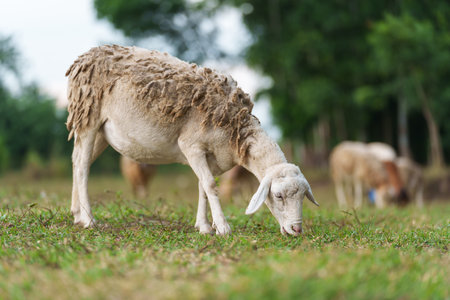 sheep on meadow eating a grassの写真素材