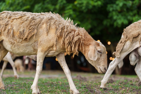 sheep walk in grass fieldの写真素材