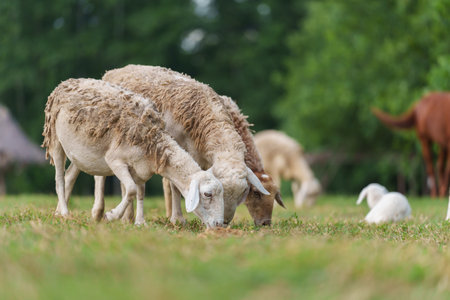 sheep on meadow eating a grassの写真素材