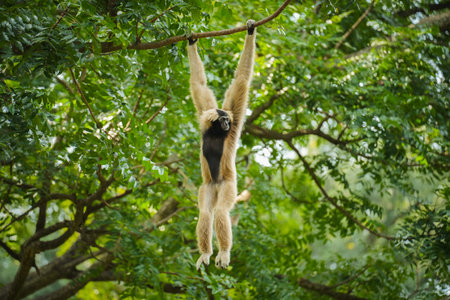 pileated gibbon on the treeの写真素材