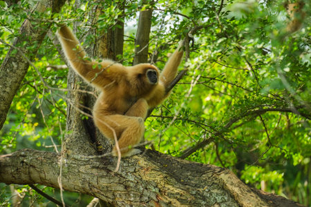 common gibbon or white-handed gibbon on the treeの写真素材
