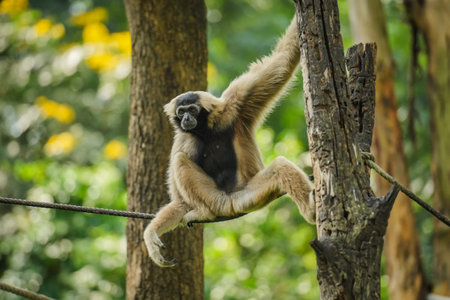 pileated gibbon on the tree