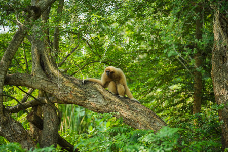 common gibbon or white-handed gibbon on the treeの写真素材