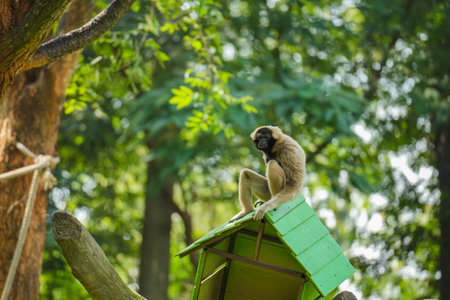 pileated gibbon on the treeの写真素材