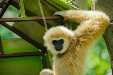 common gibbon or white-handed gibbon on the treeの写真素材