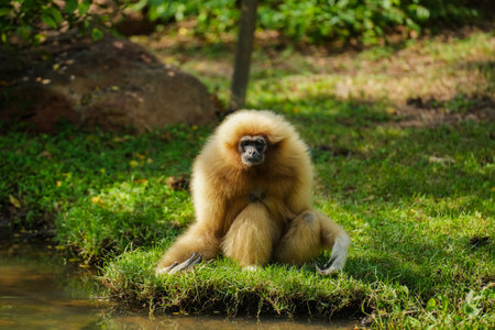 common gibbon or white-handed gibbon on the treeの写真素材