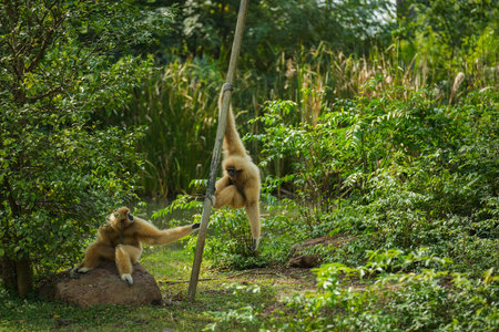 common gibbon or white-handed gibbon on the treeの写真素材