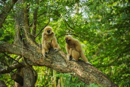 common gibbon or white-handed gibbon on the treeの写真素材