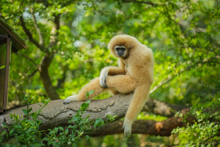 common gibbon or white-handed gibbon on the treeの写真素材