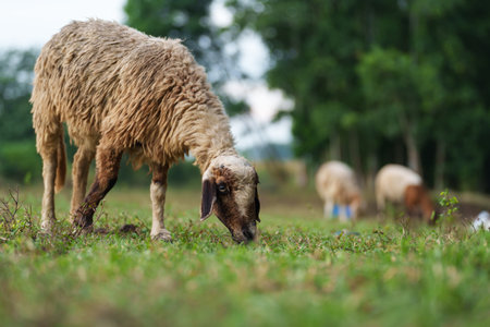 sheep on the meadow eating a grassの写真素材