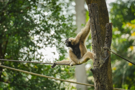 pileated gibbon on the treeの写真素材