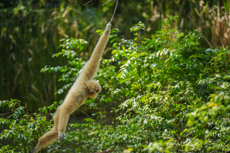 common gibbon or white-handed gibbon on the treeの写真素材