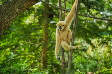 common gibbon or white-handed gibbon on the treeの写真素材