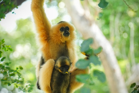 common gibbon or white-handed gibbon on the treeの写真素材