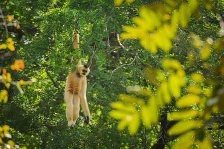 common gibbon or white-handed gibbon on the treeの写真素材