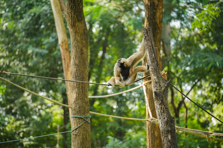 pileated gibbon on the treeの写真素材
