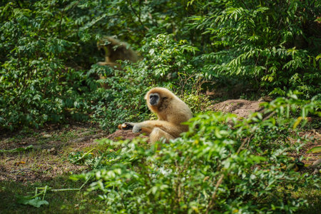 common gibbon or white-handed gibbon on the treeの写真素材