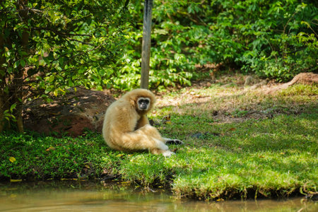 common gibbon or white-handed gibbon on the treeの写真素材