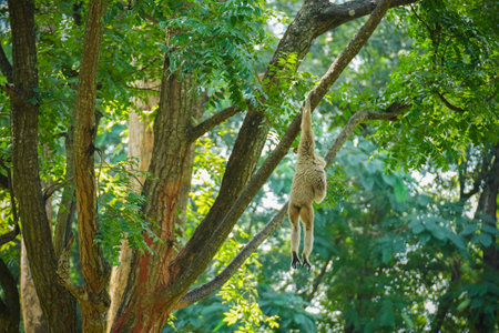 pileated gibbon on the treeの写真素材