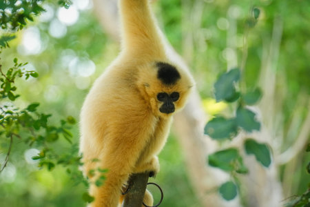 common gibbon or white-handed gibbon on the treeの写真素材
