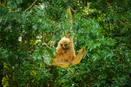 common gibbon or white-handed gibbon on the treeの写真素材