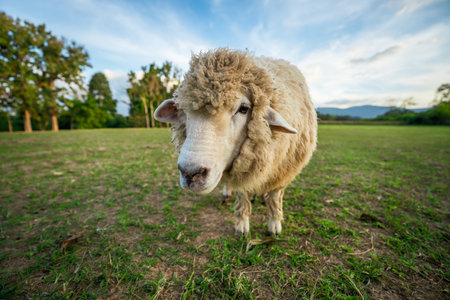 sheep resting in a grass fieldの写真素材