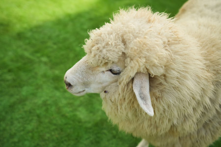 close up sheep resting in a grass fieldの写真素材