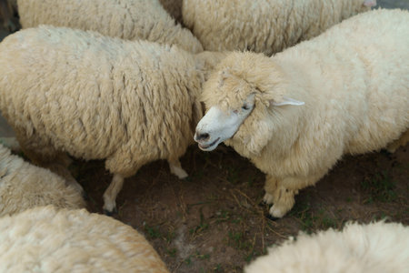 close up sheep resting in a grass fieldの写真素材