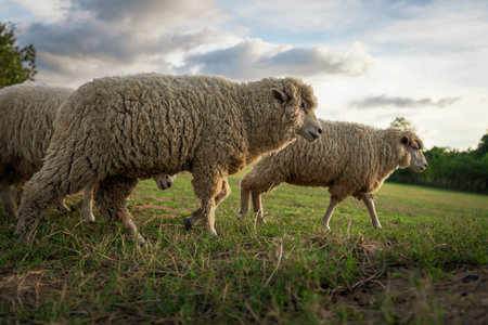 sheep walking in a grass fieldの写真素材