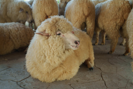 close up sheep resting in farmの写真素材