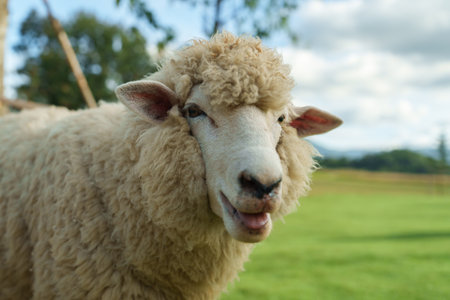 close up sheep resting in a grass fieldの写真素材