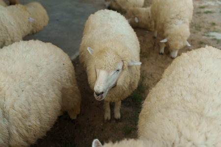 close up sheep resting in farmの写真素材