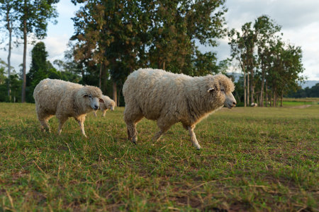 sheep walking in a grass fieldの写真素材