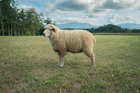 sheep resting in a grass fieldの写真素材