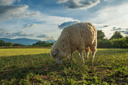 sheep on the meadow eating a grass with sunlightの写真素材