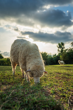 sheep on the meadow eating a grass with sunlightの写真素材