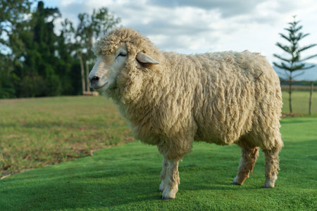 sheep resting in a grass fieldの写真素材