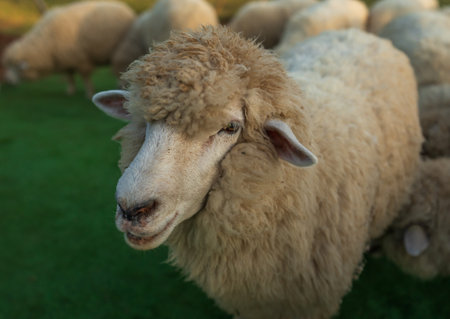 close up sheep resting in a grass fieldの写真素材
