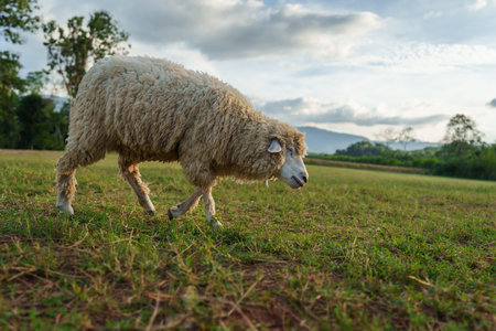 sheep walking in a grass fieldの写真素材