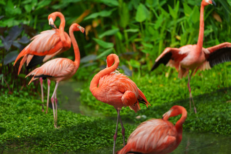 American Flamingos ( Phoenicopterus ruber ruber) resting in pondの写真素材
