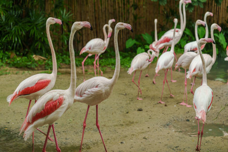 Greater Flamingo (Phoenicopterus roseus) on a pondの写真素材