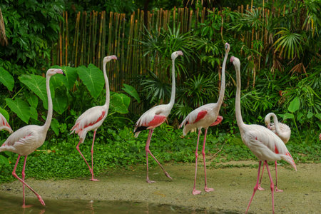 Greater Flamingo (Phoenicopterus roseus) on a pondの写真素材